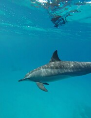 Obraz premium Dolphin in clear blue water