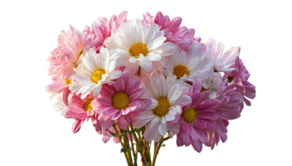 Close-up bouquet of mixed pink and white chrysanthemum flowers