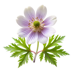 Fototapeta premium Delicate purple and white anemone flower with green leaves isolated on transparent background