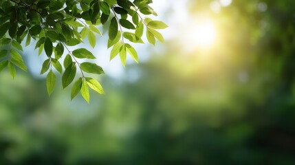 Green leaves illuminated by sunlight create a serene, nature-inspired backdrop.