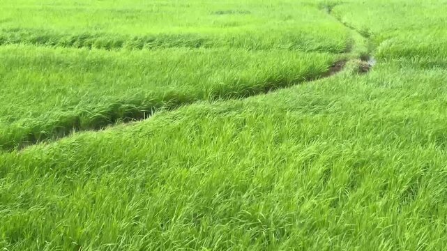 Lush green rice field blowing in strong wind, creating a natural wave effect in the paddy plants under bright daylight