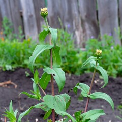 Young Zinnia Plant with Buds in a Garden Setting.