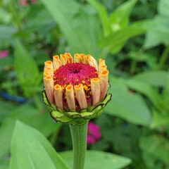 Zinnia Flower Bud About to Bloom in a Garden.