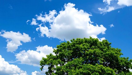 Lush green tree crown against a vibrant blue sky filled with fluffy white clouds.