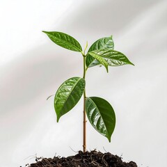 A vibrant young plant sprouts from rich soil against a simple white backdrop, showcasing new life and growth.
