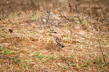 A Northern Wheatear (Oenanthe oenanthe) on dry grass. Northern Wheatear taking a break on its autumn migration. Bird, animal idea concept. Ornithology. 