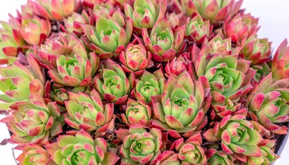 Close-up view of a vibrant grouping of succulent plants, displaying a mix of reddish-pink and vibrant green hues.