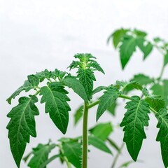 Young Tomato Plants Growing Healthy Green Leaves in Natural Light.