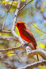 Northern cardinal