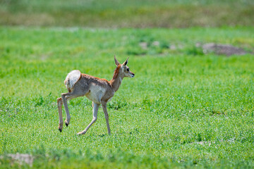 Galloping pronghorn