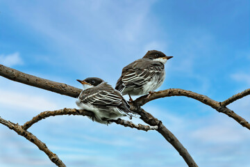 Two Eastern Kingbirds