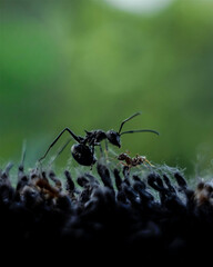 Two ants, worlds apart yet face-to-face, locked in a fragile moment of nature’s silent drama. Strength, survival, and destiny converge in shadows, reminding us that even the smallest lives carry epic 