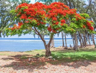 Fototapeta premium Flamboyant sur plage de Saint-Leu, Île de la Réunion 