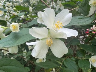 Jasmine bush with white flowers outdoors