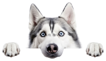 PNG Siberian Husky mammal animal husky.