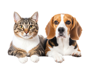 Grumpy Cat and Goofy Dog Back-to-Back with Opposite Expressions, Side Angle View, Transparent Background