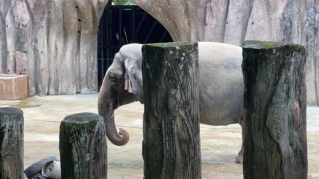A detailed view of an Asian elephant Elephas maximus using its flexible trunk to suction and wrap around food before delivering it into its mouth at Zoo Negara Malaysia.