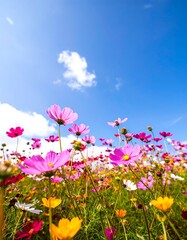 A vibrant field of cosmos flowers against a bright blue sky filled with fluffy white clouds.