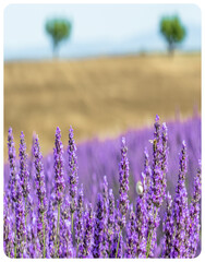 Naklejka premium Champ de lavande, Valensole, Provence, France 