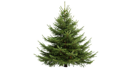 Evergreen tree with lush foliage suitable for holiday decorations in winter settings on a transparent background