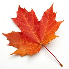 Vibrant red maple leaf isolated on a clean white background showing autumnal color and texture