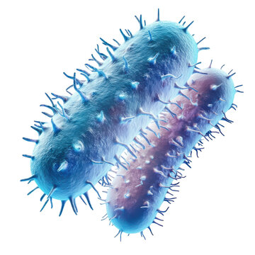 Microscopic view of two rodshaped bacteria cells with pili showcasing microbiology and infectious diseases at a cellular level on transparent background