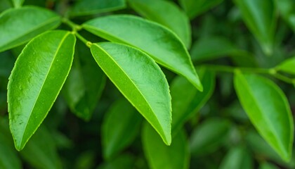 Lush green foliage with vibrant leaves, shallow depth of field