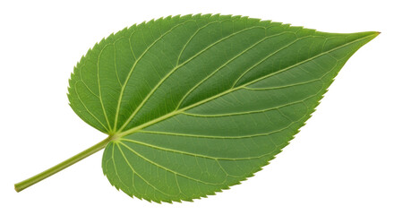 Obraz premium Isolated Green Leaf Detailed Texture