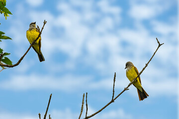 Two Western Kingbirds in a tree
