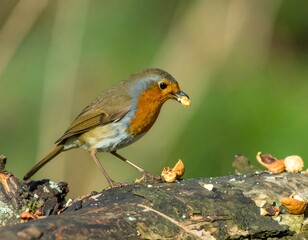 A robin perches on a weathered log, feasting on nuts in a vibrant outdoor setting.