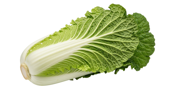 Isolated Napa Cabbage