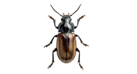 Isolated Bronze Ground Beetle