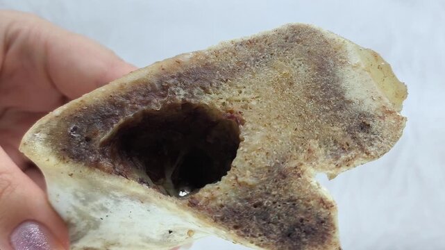 Boiled marrow bone for cooking broth, bouillon in a woman's hand. The benefits of beef bones.