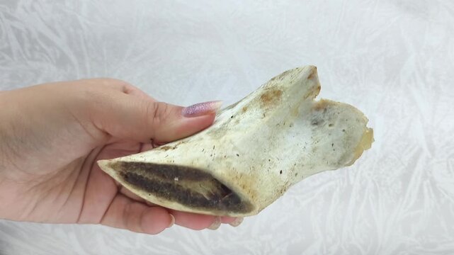 Boiled marrow bone for cooking broth, bouillon in a woman's hand. The benefits of beef bones.