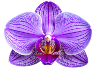  Purple Orchid Flower Close-Up Macro, Detailed Petals with Veins, Transparent Background  