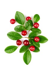 Fresh cranberries with green leaves, top view