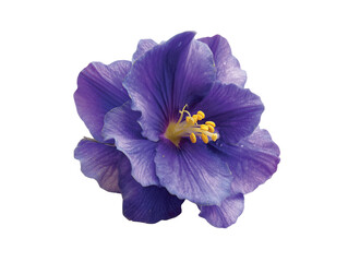 African Violet flower  isolated on transparent background png