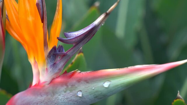 Vibrant Bird of Paradise flower with water droplets close-up
