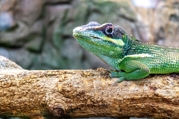 Exquisite detail of an emerald lizard perched on a branch