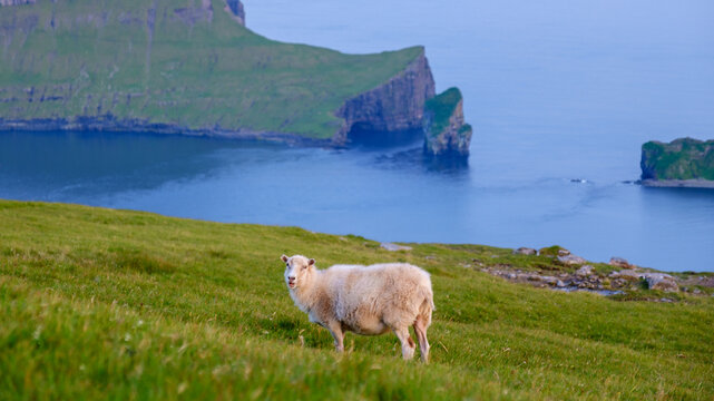 Majestic sheep grazing in the serene landscape of the Faroe Islands under golden twilight