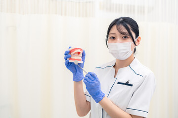 歯の模型を持つ歯科衛生士の女性
