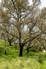 Fototapeta premium Cork Oak forest at Hortas de Baixo near Arronches, Alentejo, Portugal.
