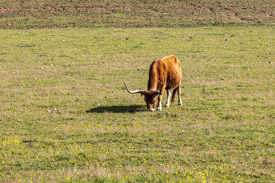 The Cachena cow in Portalegre, Portugal. It is a traditional Portuguese mountain cattle