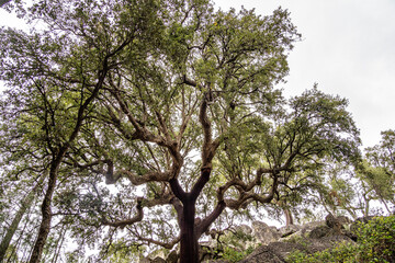 Hiking a walking route at Portalegre, Portugal. Percurso Pedestre de Galegos