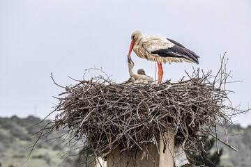 White Storks, Ciconia ciconia at Odiaxere in the Algarve region, District Faro, Portugal.