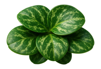 Broad, flat succulent leaves with a marbled pattern