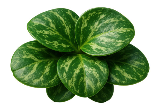 Broad, flat succulent leaves with a marbled pattern