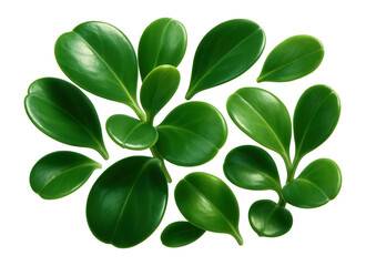 Broad, rounded succulent leaves with a glossy finish