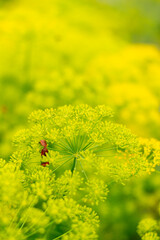 A bright, blooming yellow dill flower with a blurred field background.