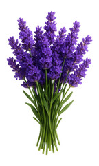 Fototapeta premium Lavender bunch with aromatic purple flowers and green stems